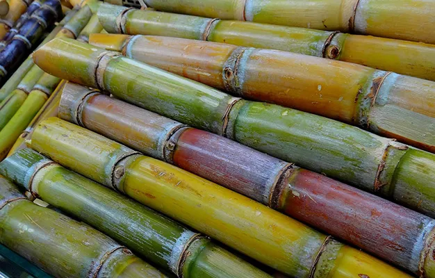 India Monthly Sugar Market Update